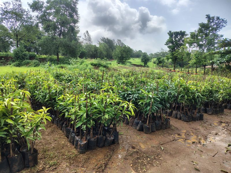 Allcargo Group Targets 3 Lakh Plantations Under Maitree Project